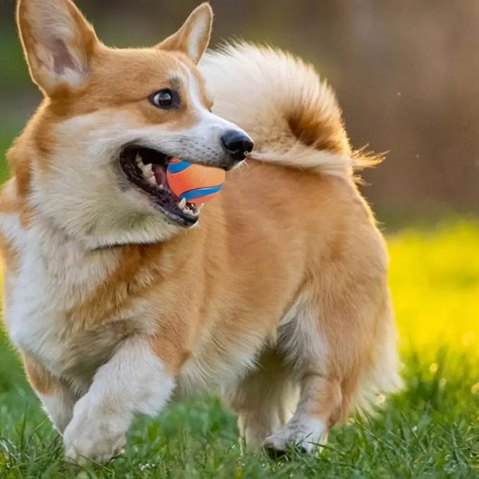 Pelota de Juego Resistente para Perros - Juguete Elástico para Traer y Masticar - Image 15