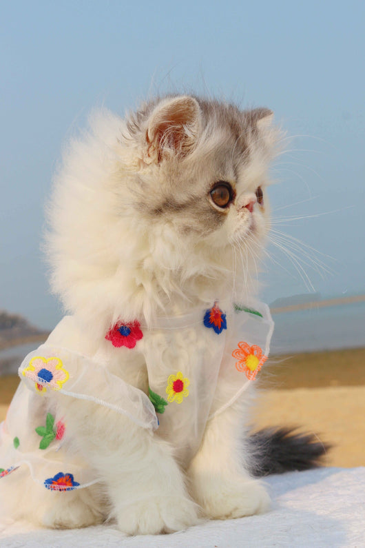 Vestido de Encaje con Bordado Floral para Gatos - Image 12