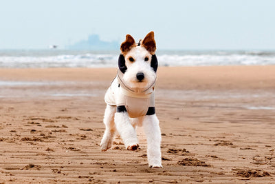 Abrigo Impermeable para Perros - Protección Contra Viento y Frío - Image 28