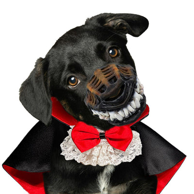 Disfraz de Halloween para Mascotas - Traje Teddy para Gatos y Perros - Image 5