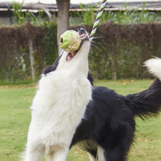 Juguetes de Cuerda con Nudos para Perros - Juego Interactivo de Tracción - Image 5