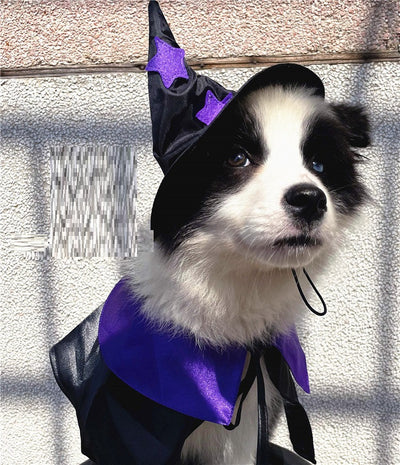 Disfraz de Mago para Mascotas - Set Completo de Decoración Halloween - Image 8