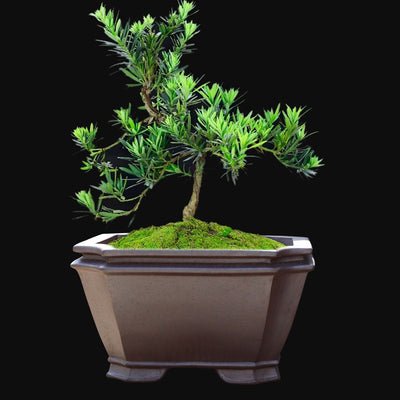 Maceta Cuadrada Grande de Cerámica Yixing para Bonsái y Plantas Leñosas - Image 3