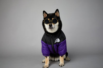 Abrigo Impermeable y Cortavientos para Perros - Ropa de Invierno Acolchada - Image 35