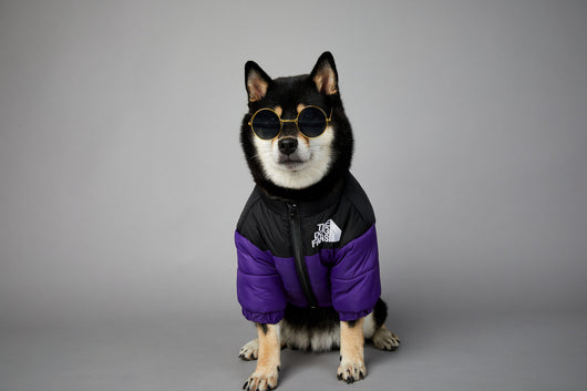Abrigo Impermeable y Cortavientos para Perros - Ropa de Invierno Acolchada - Image 35