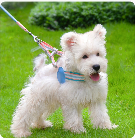 Arnés de Pecho con Correa para Pasear Perros - Control Seguro y Cómodo - Image 20