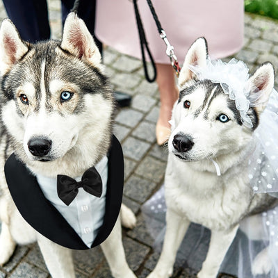 Traje Elegante con Pajarita para Perros - Image 5