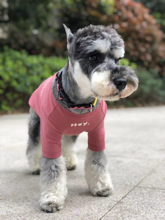 Playera Estampada Casual para Mascotas - Image 11