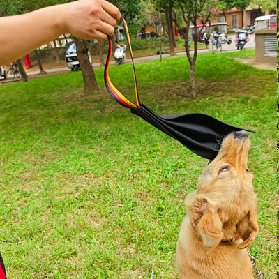 German Shepherd holding a black leather dog bite rag with a red, yellow, and black striped handle. - Image 9