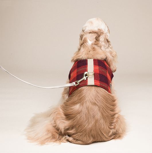 Arnés Chaleco para Perros Pequeños con Correa Integrada - Image 12