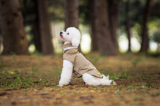 Poncho Impermeable Reflectante para Perros - Protección Total en Lluvia y Viento - Image 18