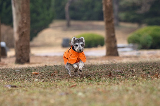 Poncho Impermeable Universal para Perros Pequeños y Medianos - Image 25
