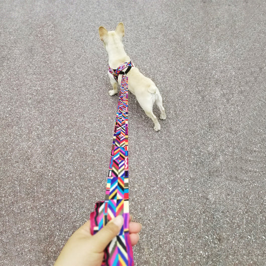 Arnés de Pecho para Perros Pequeños - Diseño Deportivo para Exteriores - Image 16