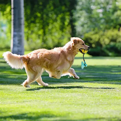 Juguete Masticable de Maíz con Ventosa - Juego Interactivo de Tracción para Perros Medianos y Grandes - Image 17