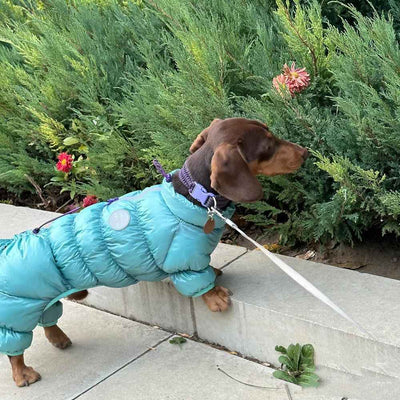 Ropa Térmica Acolchada para Mascotas en Otoño e Invierno - Image 9