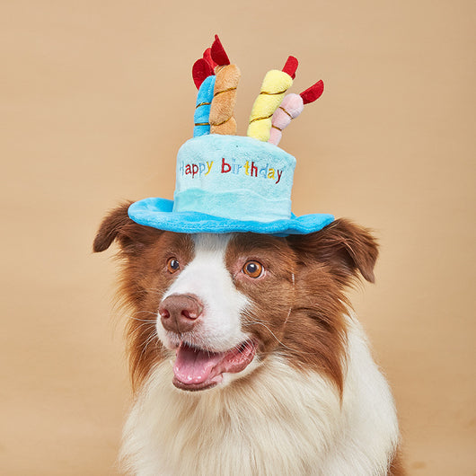 Gorro de Cumpleaños para Perros - Regalo Festivo Adorable - Image 10