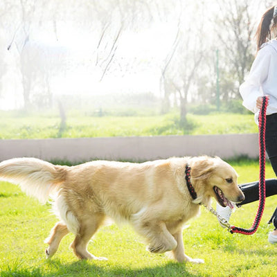 Collares y Correas para Perros de Nylon Reforzado - Entrenamiento y Paseos - Image 13