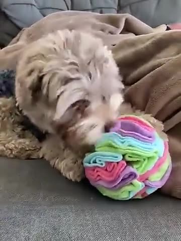 Pelota Olfativa de Peluche para Perros