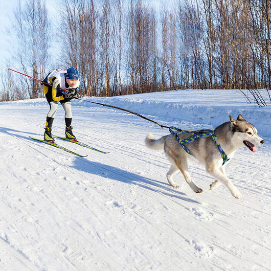 Arnés de Pecho para Perros de Trineo con Cuerda de Sujeción Manual - Image 7