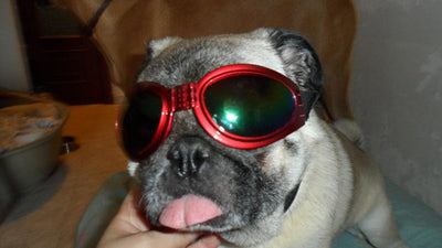 Gafas de Sol para Mascotas - Protección UV y Estilo para Perros y Gatos - Image 16
