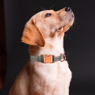Correa para Perro de Lino Sintético con Hebilla Metálica