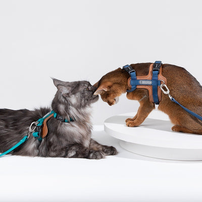 Arnés de Tracción en I para Gatos - Chaleco Pectoral y Dorsal - Image 4