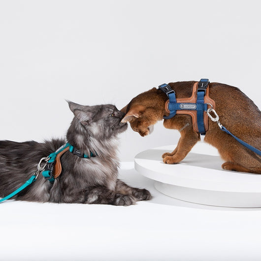 Arnés de Tracción en I para Gatos - Chaleco Pectoral y Dorsal - Image 4