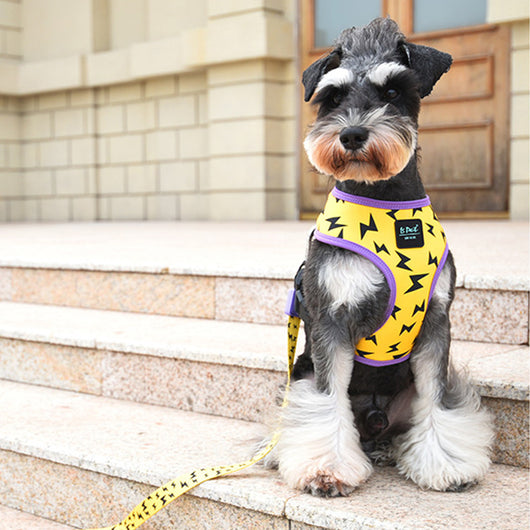 Arnés Chaleco para Paseos Seguros de Perros - Image 15