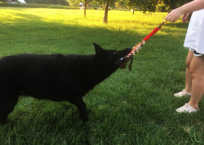 Black telescopic pet training rod with a black cord and two interchangeable braided fabric attachments in green/yellow and blue. - Image 36