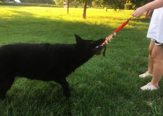 Black telescopic pet training rod with a black cord and two interchangeable braided fabric attachments in green/yellow and blue. - Image 36