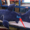 Azul Escuro 100 Cm