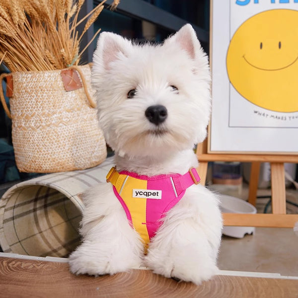Arnés Reflectante para Perro con Cuerda de Colores y Diseño Adorable