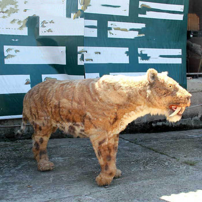 Réplica de Tigre Dientes de Sable en Fibra de Vidrio con Pelaje Realista - Image 7