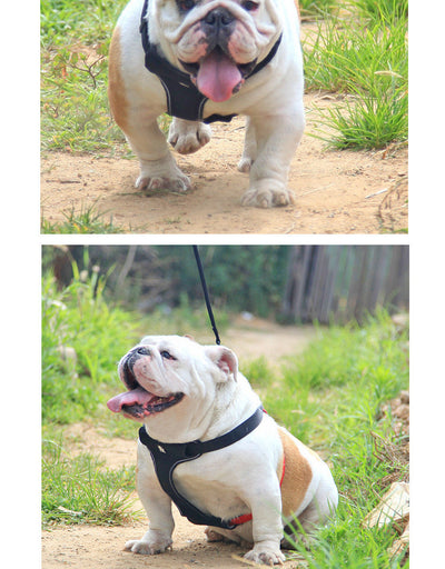 Correa y Collar para Pasear Perros - Control Seguro y Cómodo - Image 9