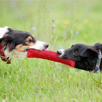 Juguete Masticable para Perros Medianos - Palo de Limpieza Dental Resistente - Image 9