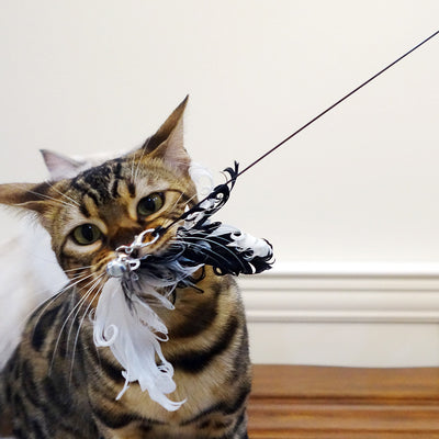 Juguete Interactivo para Gatos con Pluma y Varilla Flexible - Image 8