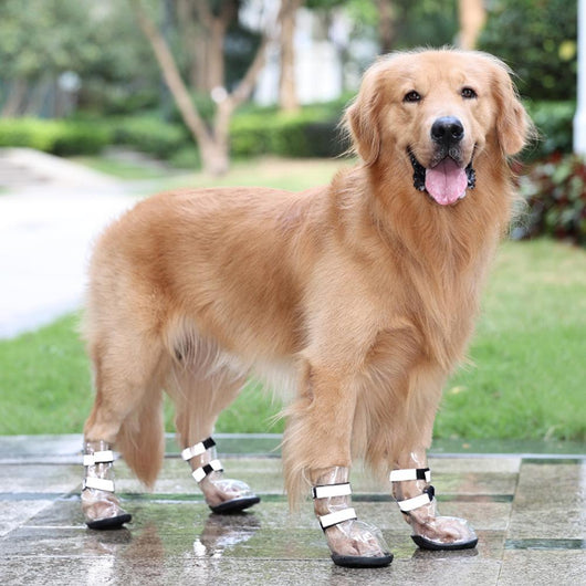 Zapatos Impermeables para Perros Grandes - Protección Total contra el Agua - Image 4