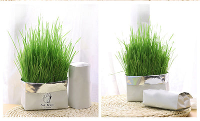 Pasto Orgánico Sin Tierra para Gatos - Limpieza Oral Natural - Image 3