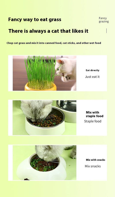 Pasto para Gatos Hidropónico sin Tierra en Maceta - Image 8