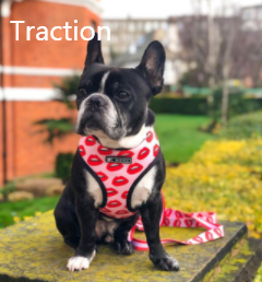Arnés de Pecho Transpirable con Cuerda de Tracción para Mascotas - Image 10