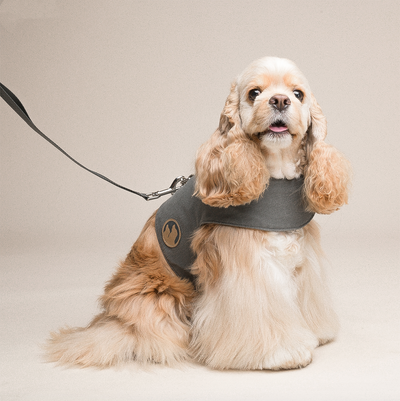 Arnés Chaleco para Perros Pequeños con Correa Integrada - Image 11