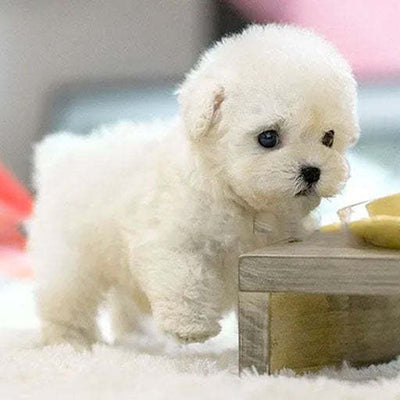Perrito Robot de Peluche Suave Interactivo - Image 23