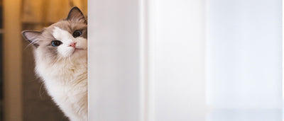 Comedero Elevado para Gatos con Soporte de Madera - Cuencos Cerámicos Antideslizantes - Image 16