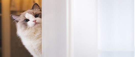 Comedero Elevado para Gatos con Soporte de Madera - Cuencos Cerámicos Antideslizantes - Image 16
