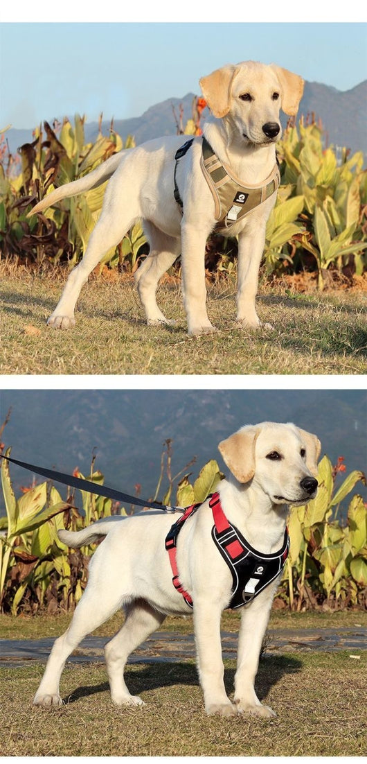 Chaleco Protector a Prueba de Explosiones para Perros Medianos y Grandes - Image 13