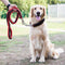 Collares y Correas para Perros de Nylon Reforzado - Entrenamiento y Paseos