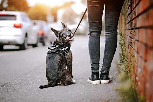 Correa de Arrastre Personalizable para Perros Medianos y Grandes - Image 3