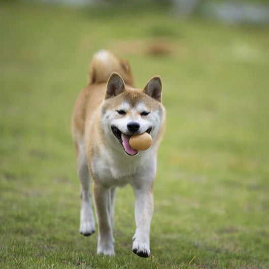 Juguete Interactivo para Perros con Sonido - Huevo Simulado para Limpiar Dientes - Image 13