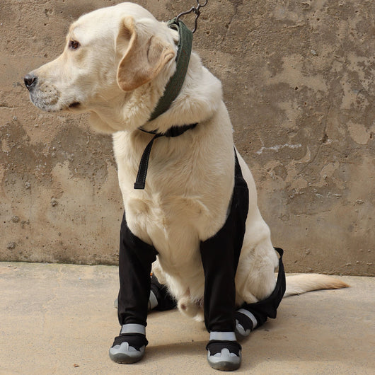 Botas Protectoras para Perros - Impermeables y Térmicas para Clima Frío - Image 8