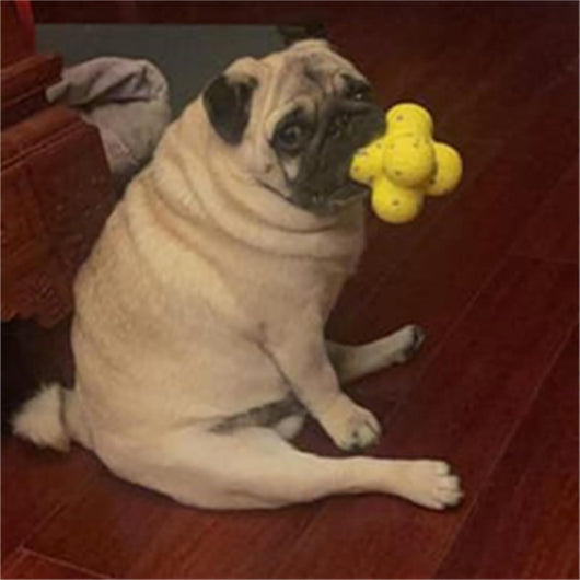 Pelota Calmante para Perros - Apoyo Emocional y Relajación - Image 10